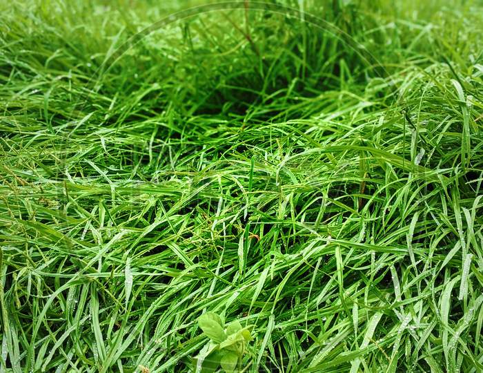 Cynodon Dactylon Doob Lawn Grass, Green Ripe Scutch Grass Plant And Leaves