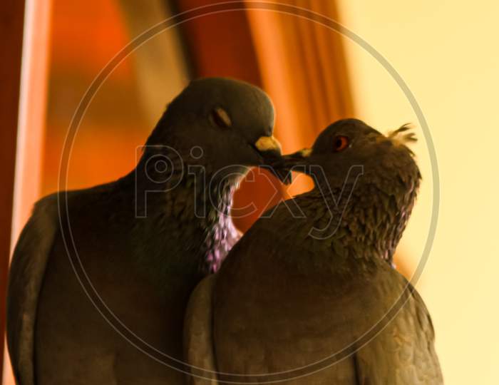 two pigeons kissing while sitting on the wall