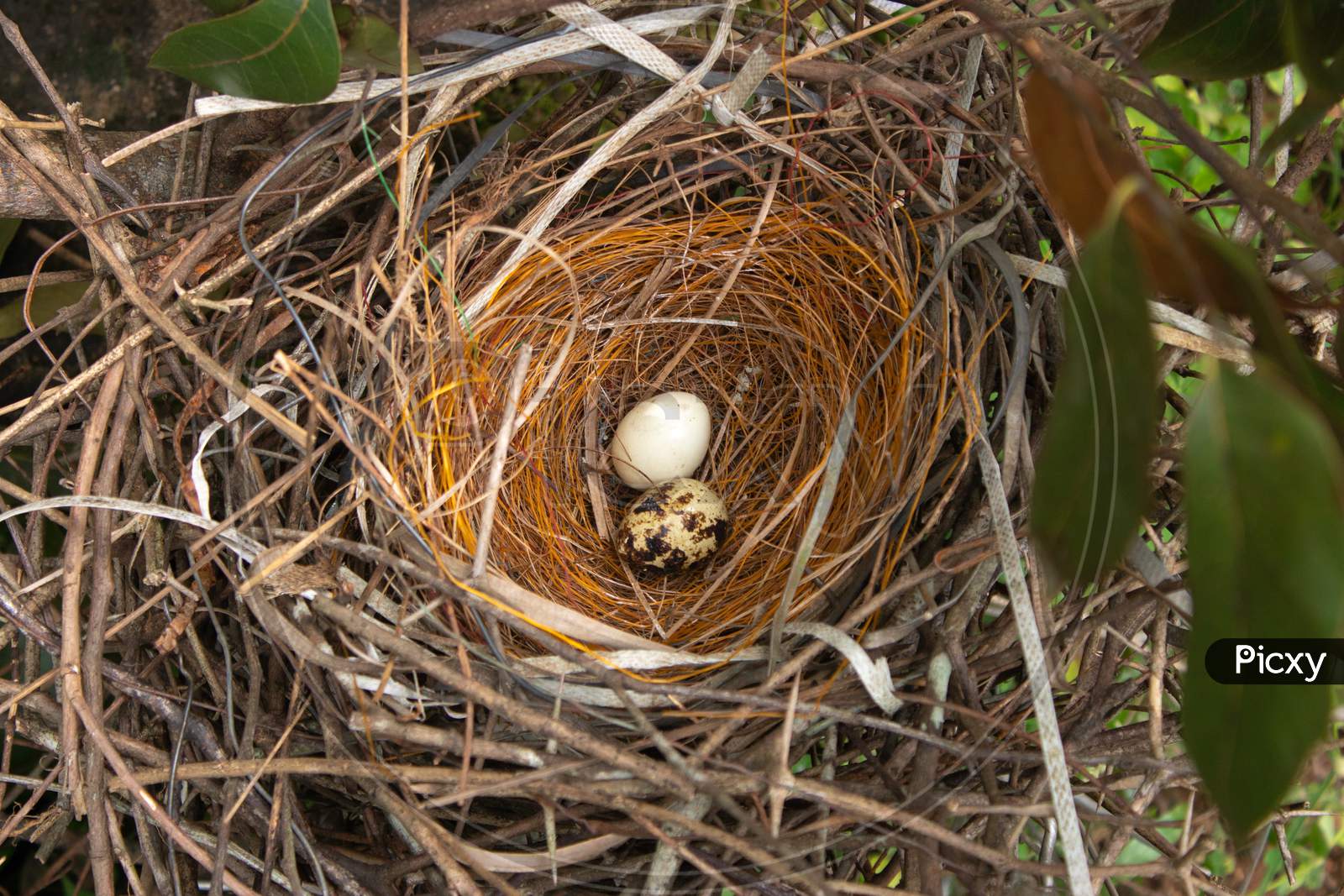 Bird'S Nest With Two Eggs