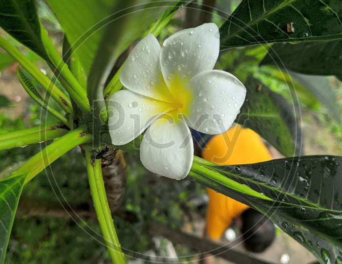 White Plumeria Flowers, White And Yellow Plumeria Flowers On A Tree. National Flower Of Nicaragua And Laos Known As Dok Champa.