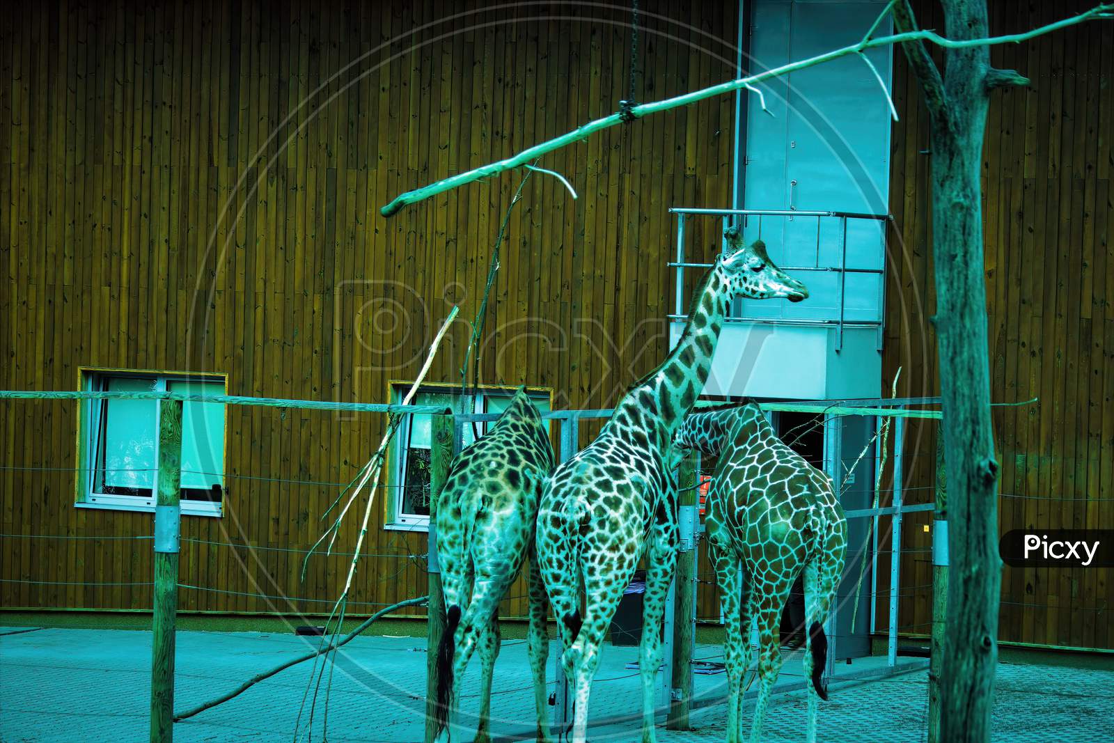 Krakow, Poland: Wide Angle Shot Of 3 Giraffe From Rear In The Zoo Located In Central Europe