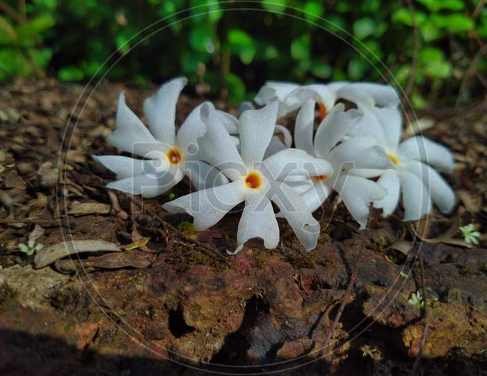 Fragrant white night Jasmine flowers