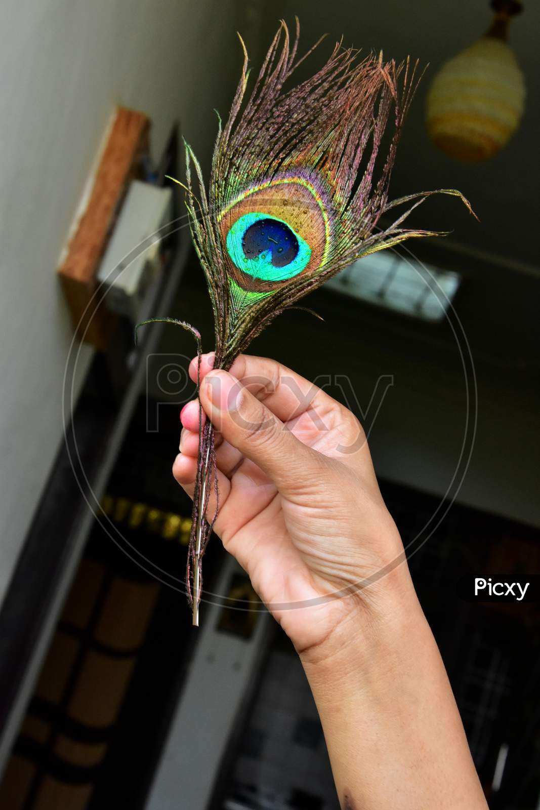 hand man and peacock feather, colourful indian peacock feather