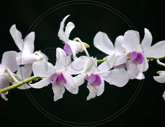 White And Purple Orchid Flower Branch Close Up Against The Darker Black Color Background, Shining Raindrops On The Flower Petals In The Morning Light.
