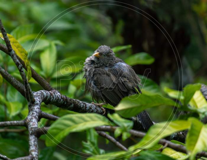 Yellow-Billed Babbler Got Wet In The Rain, Clear Its Wet Feathers After The Rain, Gloomy Dark Weather Condition,