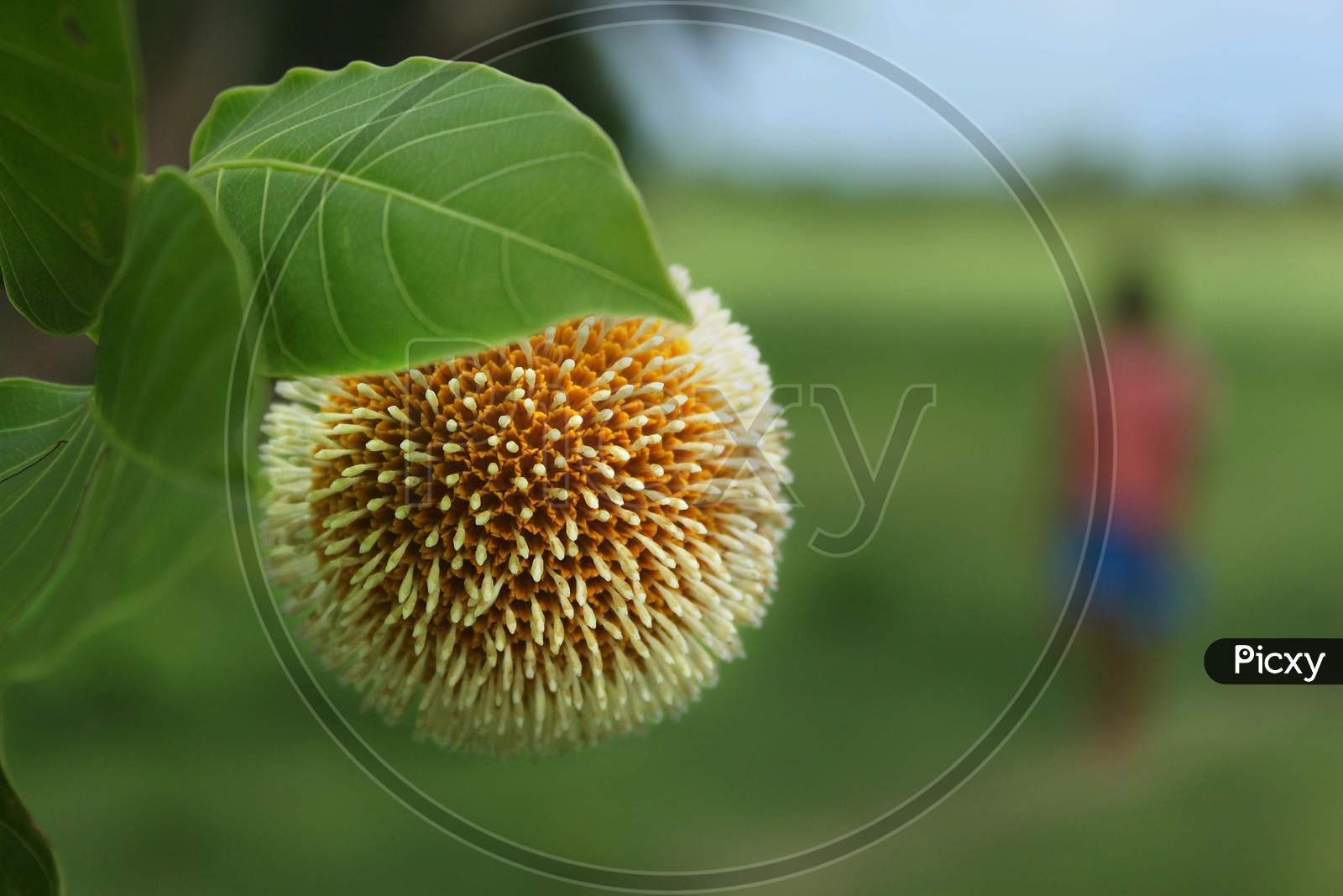 Kadam Flower