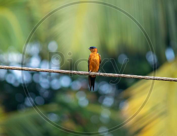 Sri Lanka Swallow Bird Perched On The Wire Looking Sideways, Waiting For Its Partner To Arrive. The Bright Orange Color Body Stands Out Immediately In The Day Light.