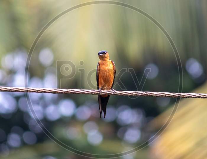 Lonely Sri Lanka Swallow Bird On The Wire, On The Lookout And Showing The Awareness.