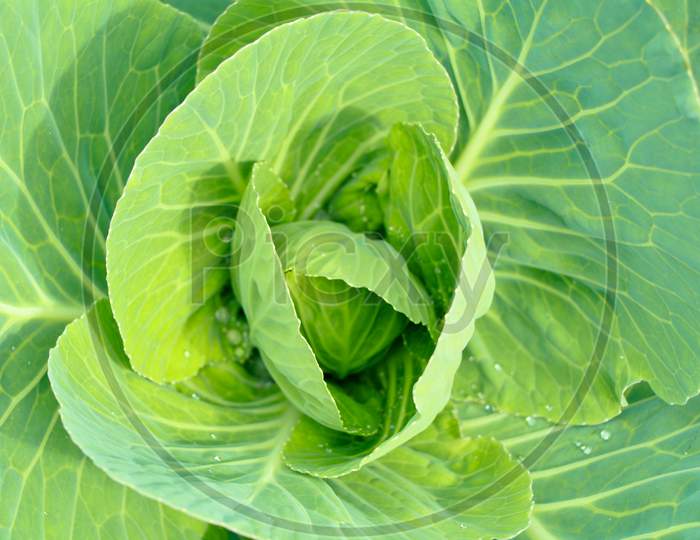 Fresh Raw And Organic Cabbage Leaves As Texture, Background