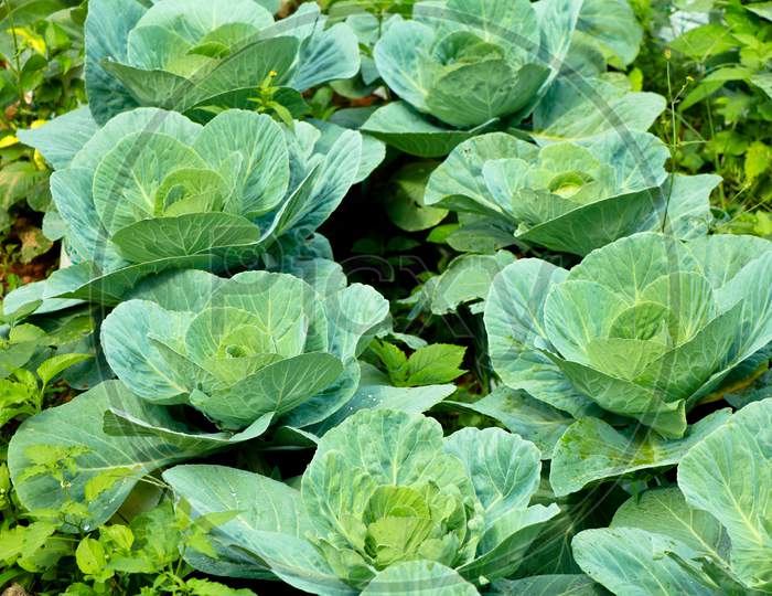 Fresh Raw Cabbage In A Home Vegetable Garden