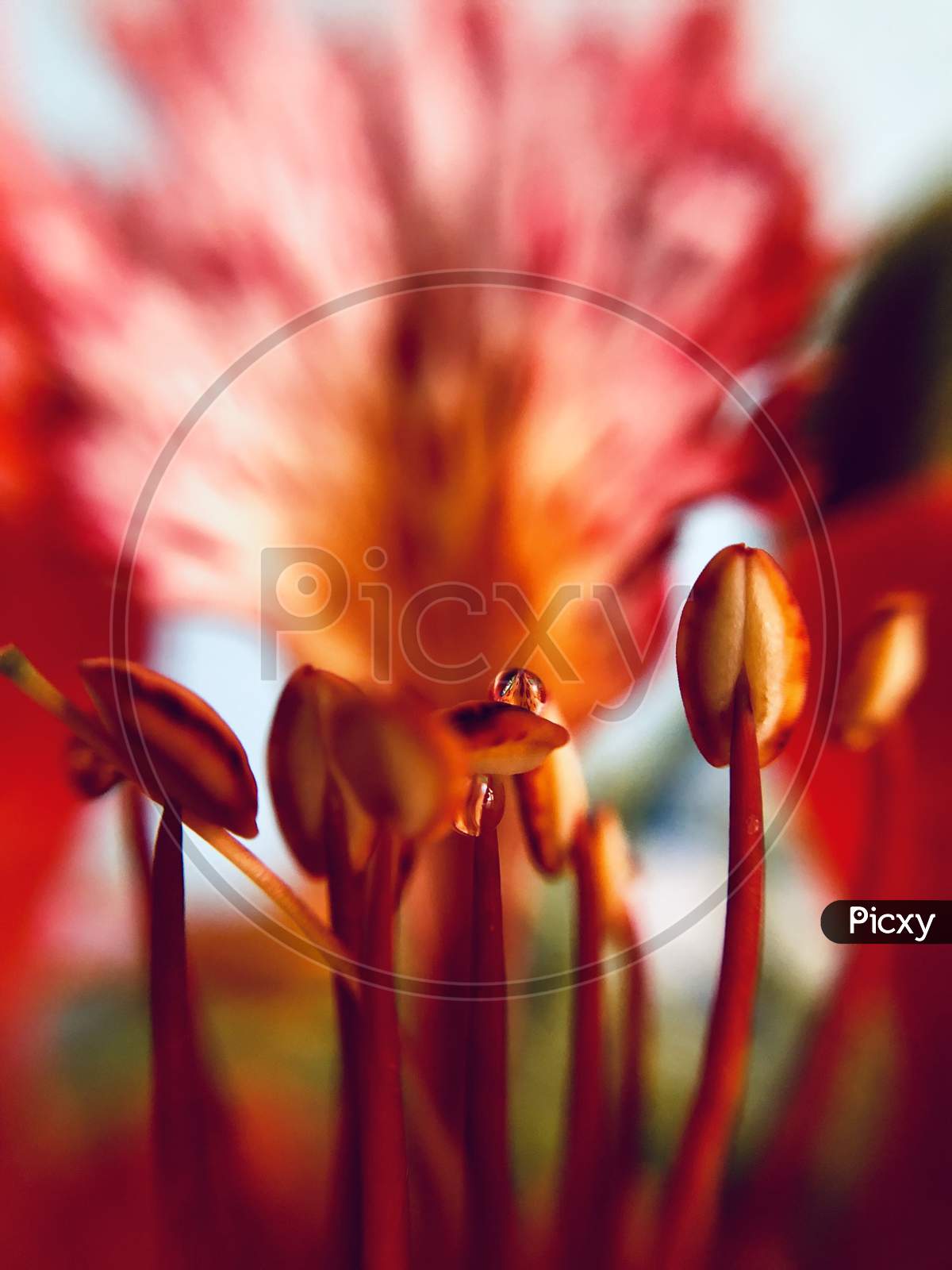 Gulmohar, cute, red, close up, flower, beauty, indianature, HD wallpaper |  Peakpx