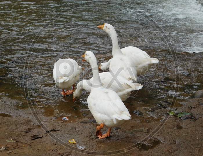 Ducks in Mandakini river
