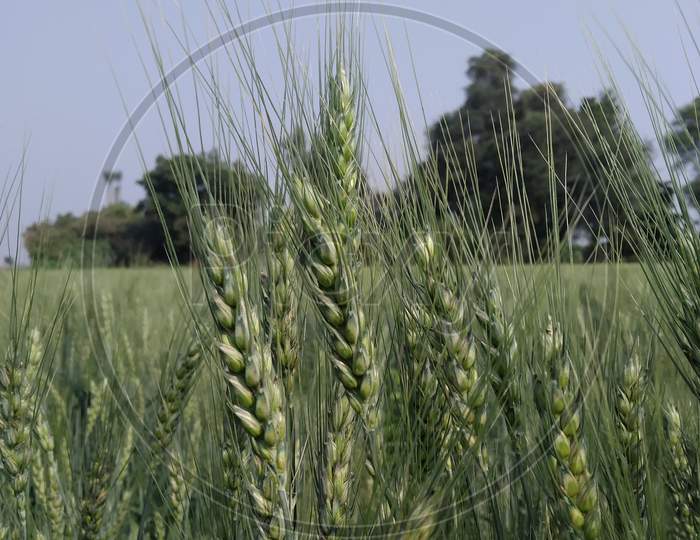Green wheat