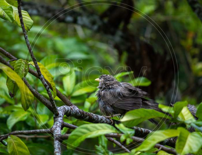 Yellow-Billed Babbler Bird Taking Shelter In The Trees In The Rain. Common Household Birds In Sri Lanka