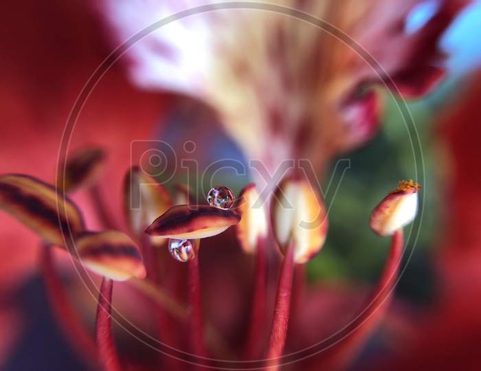 Delonix regia Gulmohar flower macro water droplet close up wallpaper wall art