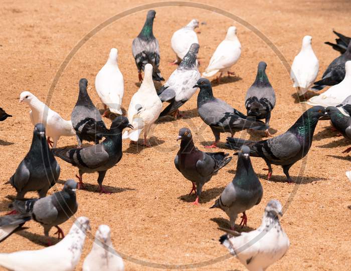 Large Flock Of Colorful Pigeons On The Ground, Hot And Bright Daylight,