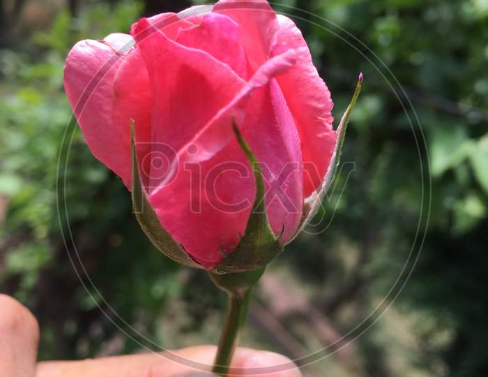 Beautiful Garden Pink Rose