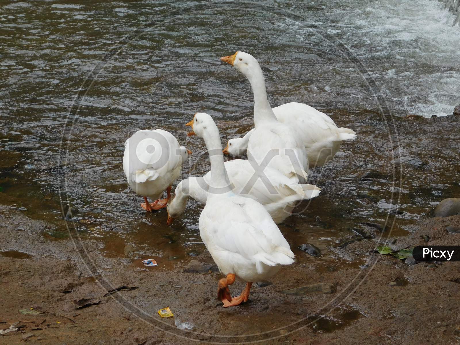 Ducks in Mandakini river