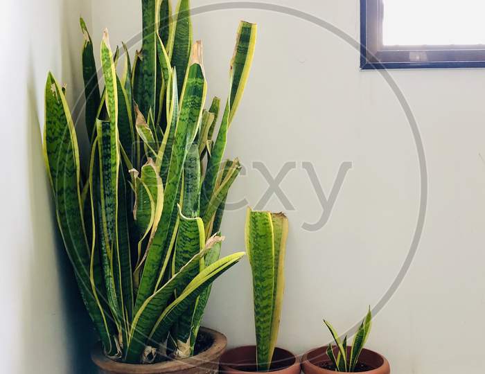 Mother snake plant mother in law tongue Sansevieria trifasciata