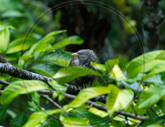 Yellow-Billed Babbler Got Wet In The Rain, Clear Its Wet Feathers After The Rain, Gloomy Dark Weather Condition, On A Full Alert Of The Surroundings.