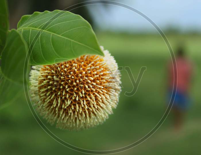 Kadam Flower