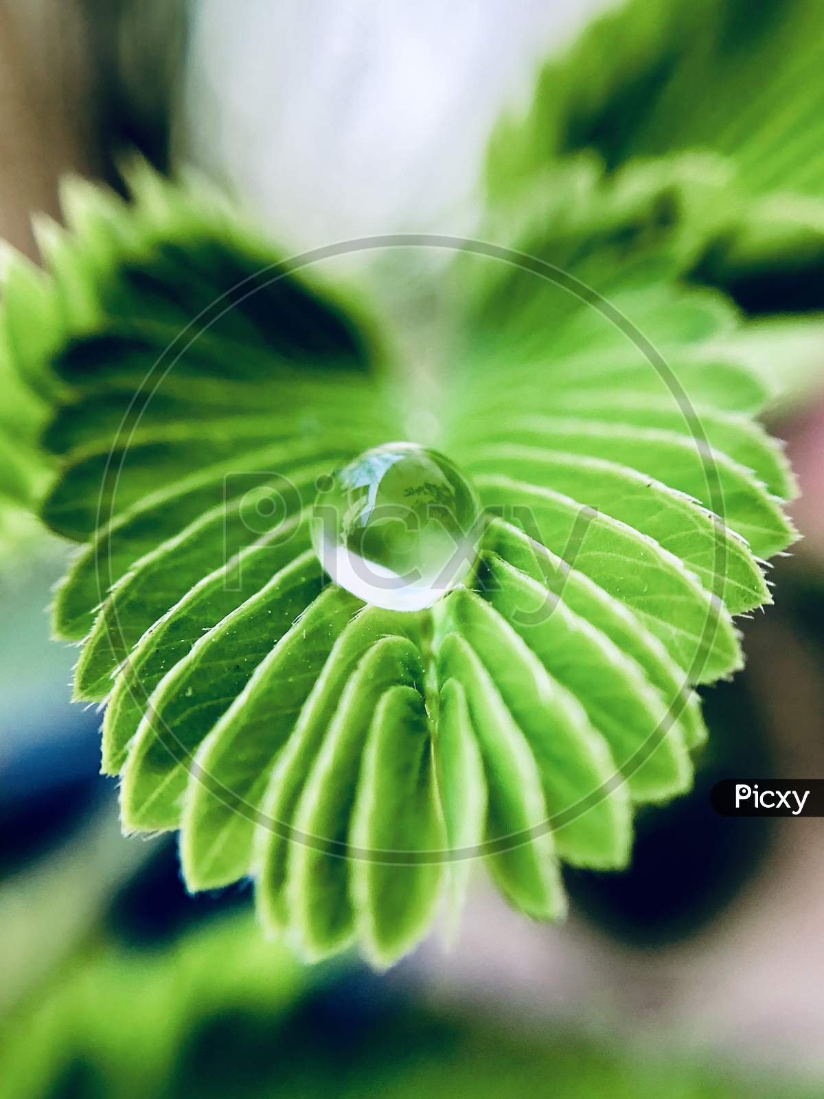 Mimosa Pudica Touch me not plant with water drop art wallpaper nature green macro image