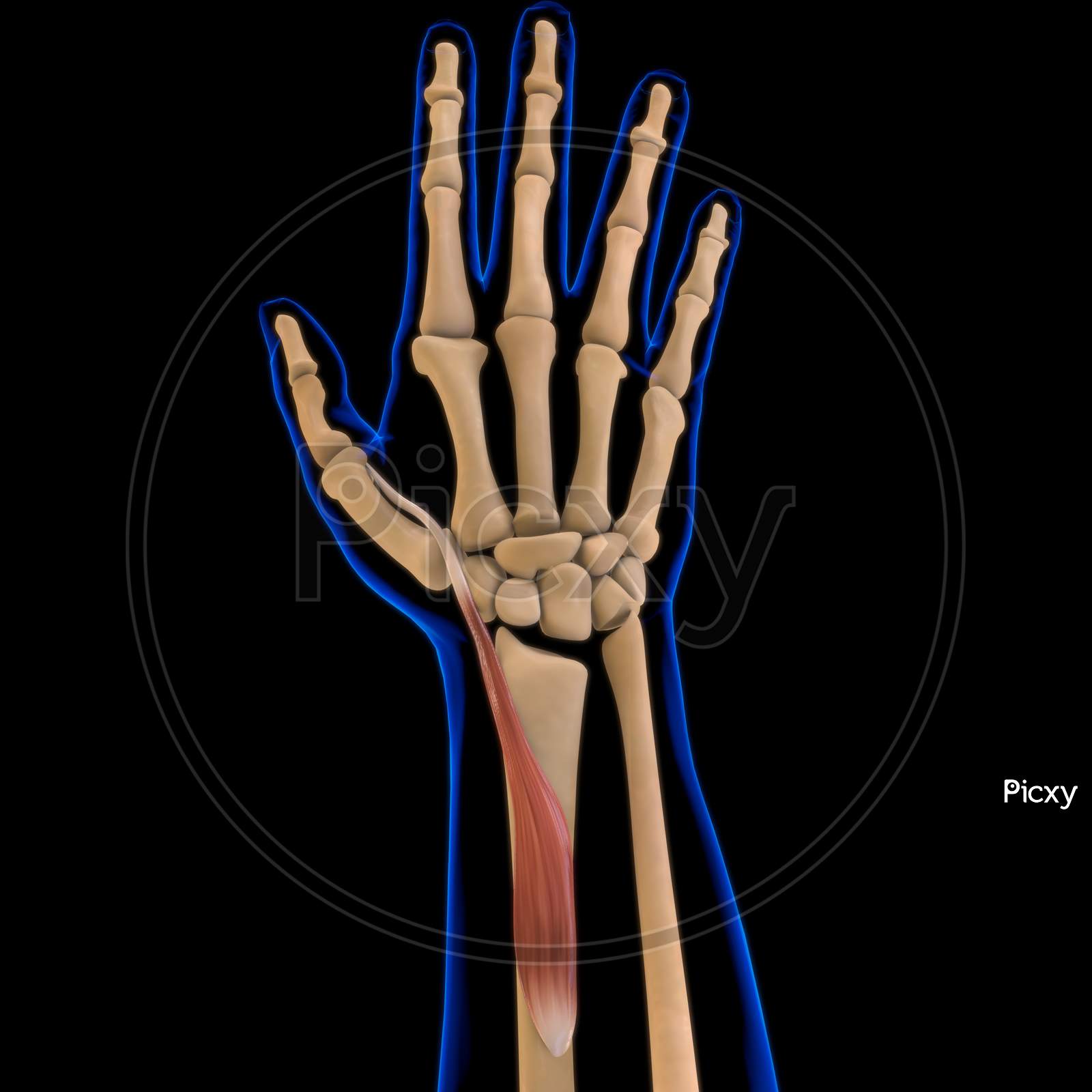 Image of Extensor Pollicis Brevis Muscle Anatomy For Medical Concept 3D ...