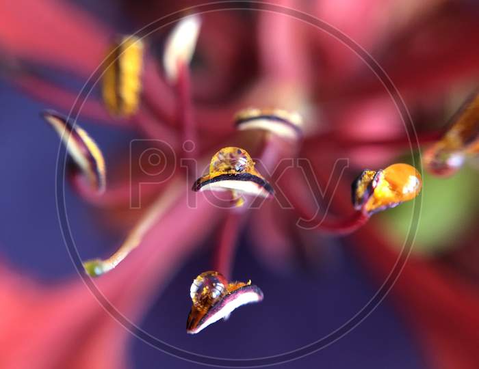 Red Gulmohar oragne water droplet jasud flower macro wallpaper bokeh blur