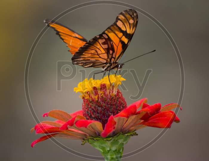 Most beautiful butterfly with beautiful flowers photography