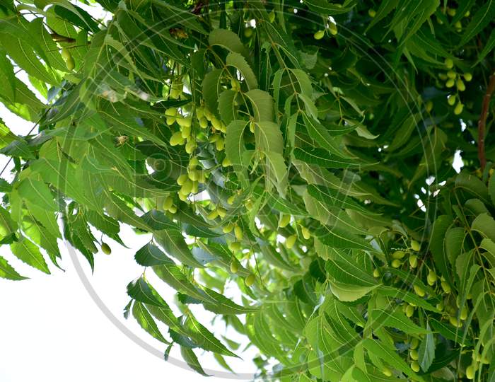 A branch of Azadirachta indica, Oil is extracted from neem fruits