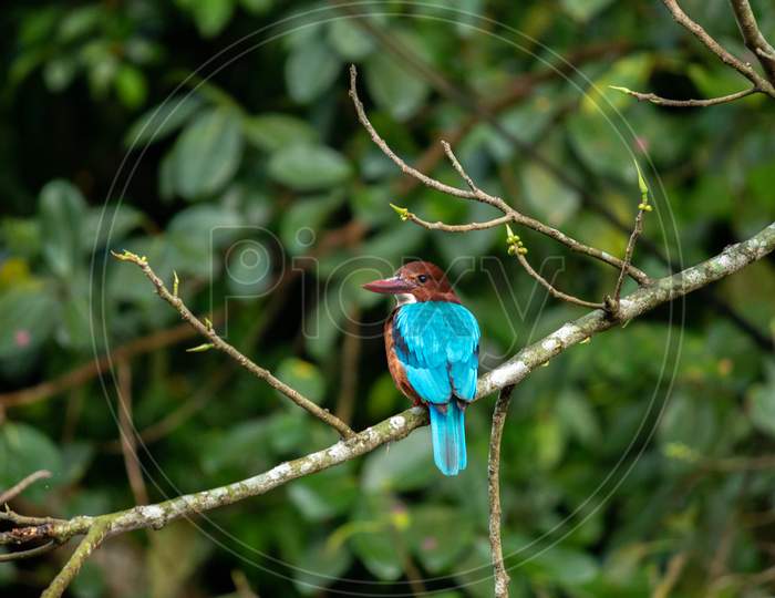 White-Throated Kingfisher Facing Its Back To Camera, Resting On A Branch Early In The Morning. These Birds Are Excellent Hunters Of Fish