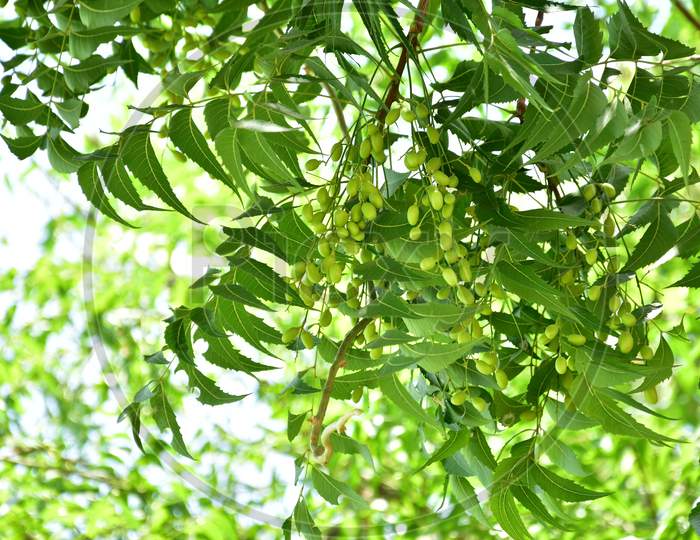 A branch of Azadirachta indica, Oil is extracted from neem fruits