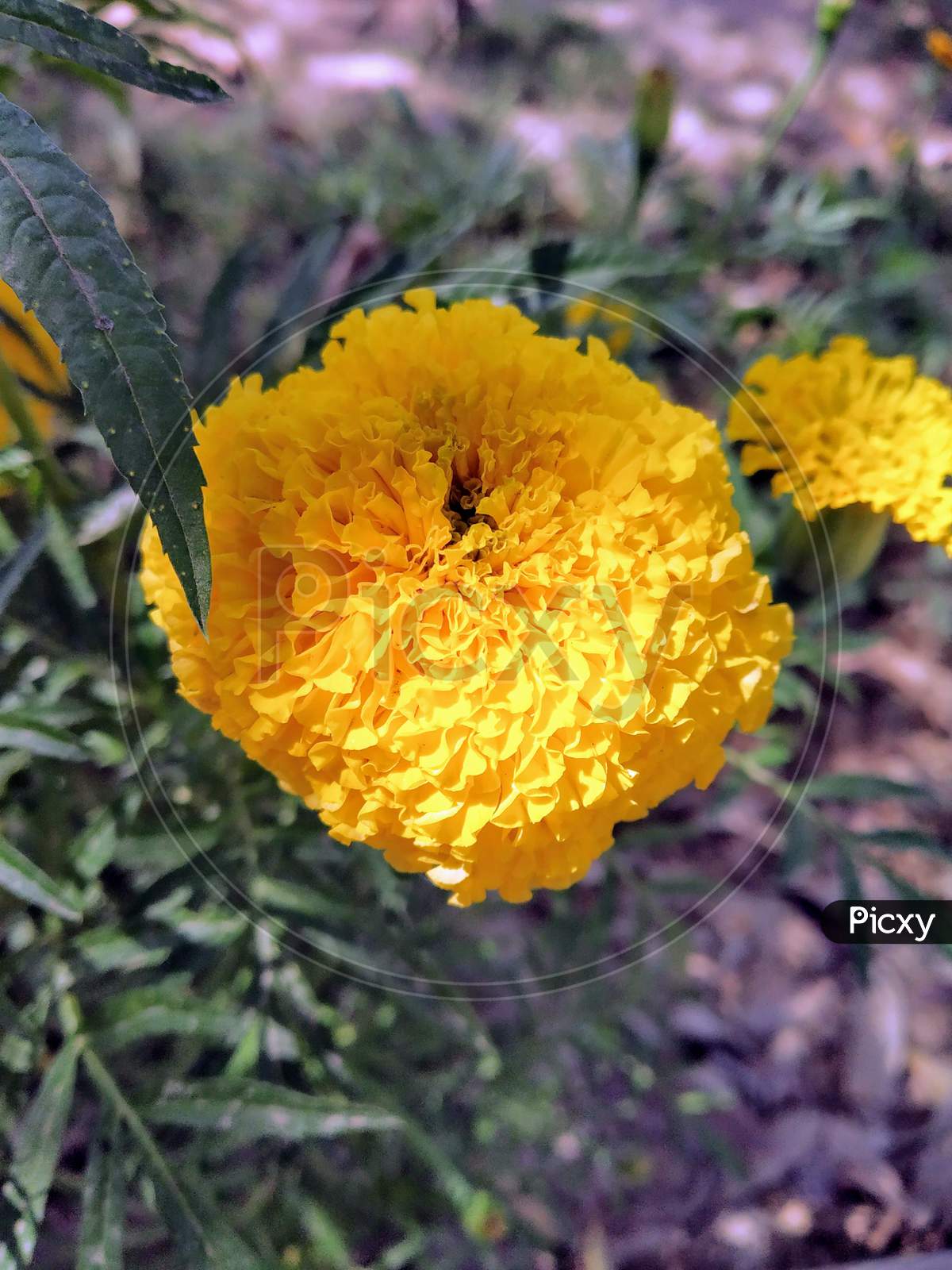 Yellow flower, Genda