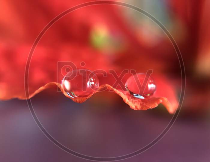 Delonix regia Gulmohar flower macro water droplet close up wallpaper wall art