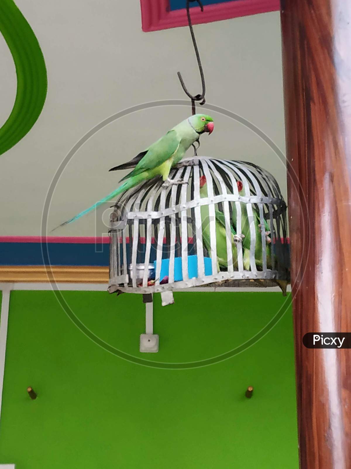 Wild parrot and pets parrot