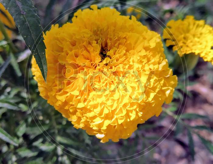 Yellow flower, Genda
