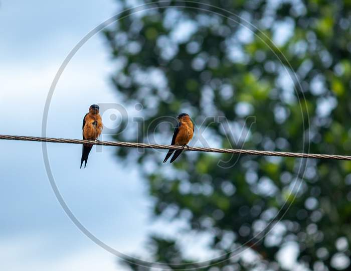 Sri Lanka Swallow Bird Pair In Electric Wire, Mating Season Begins.