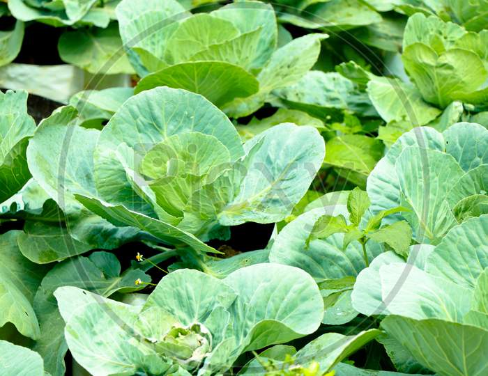 Fresh Raw Cabbage In A Home Vegetable Garden