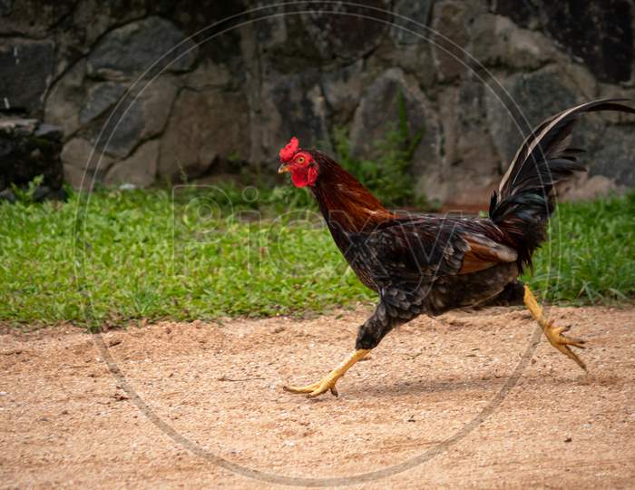 Chicken Run, Fast Moving Colorful Rooster On The Sand Ground,