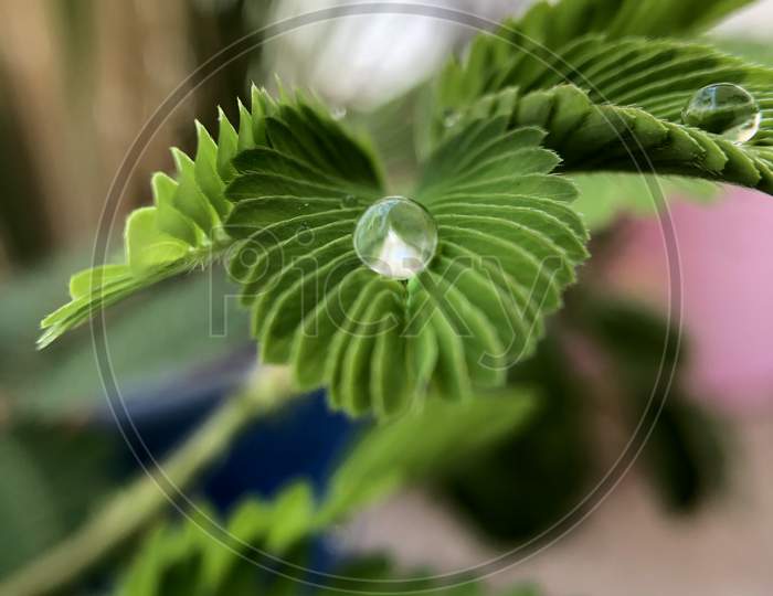Mimosa Pudica Touch me not plant with water drop art wallpaper nature green macro image