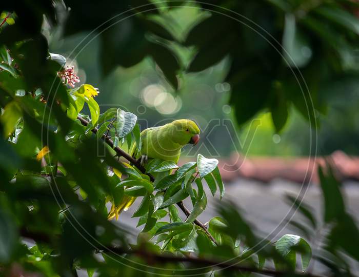 Rose Ringed Parrot Bird In Star Fruit Tree Hiding And Spying On Us.