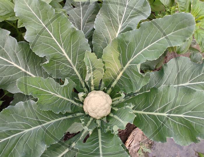Cauliflower vegetables plant fully Indian cauliflower