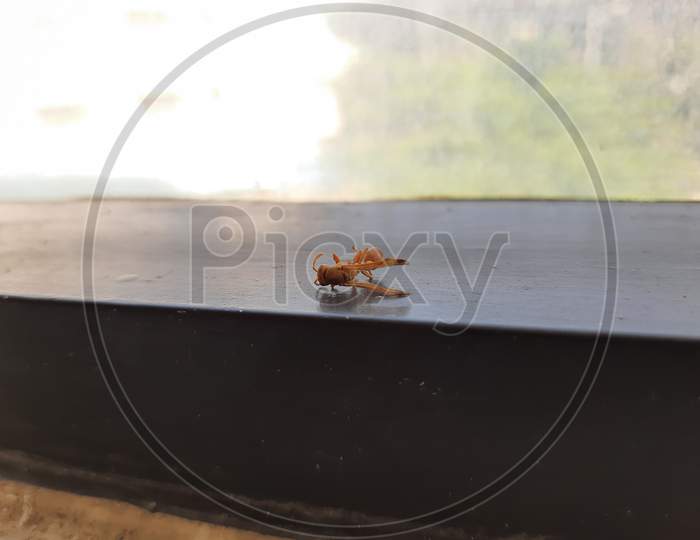 Orange Color Small Dead Wasp, Kanaja Or Kadaja Insect In A Window At The Office.
