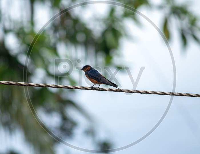 Lonely Sri Lanka Swallow Bird On The Wire, Gloomy Weather Conditions.