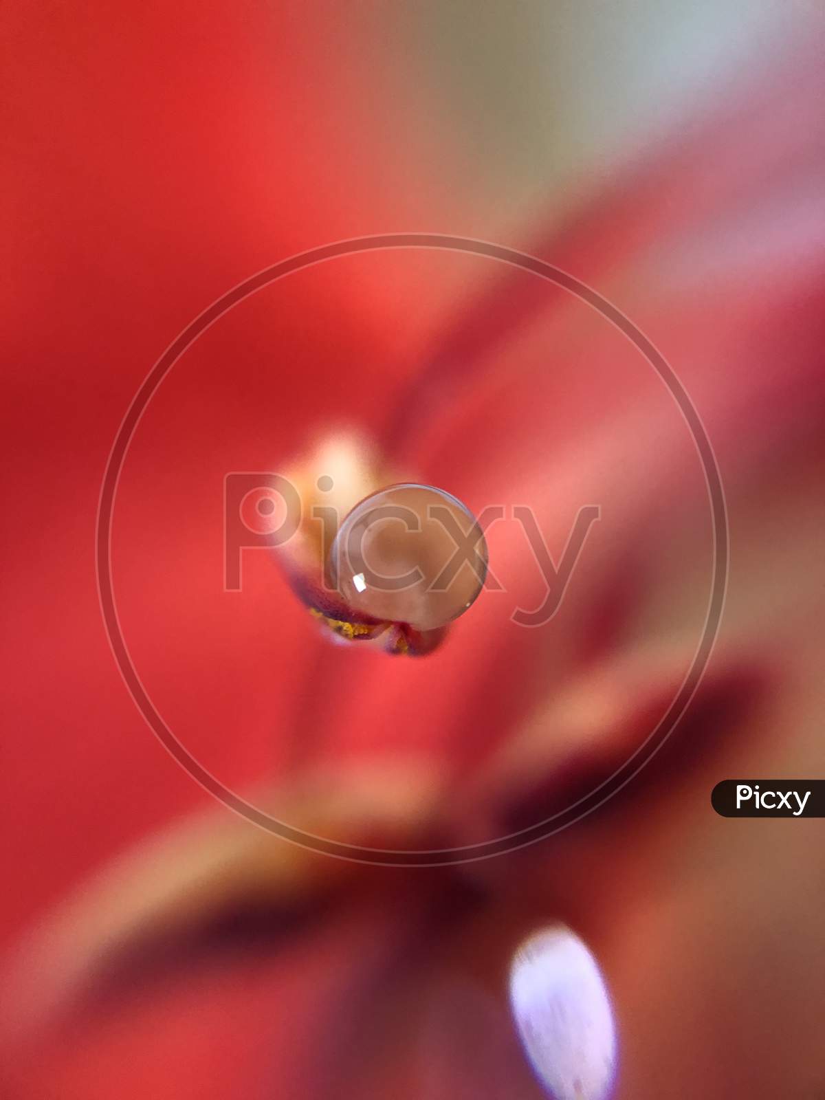 Red Gulmohar oragne water droplet jasud flower macro wallpaper bokeh blur