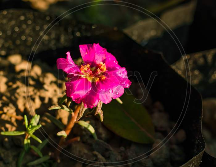 Moss-Rose Or Portulaca Grandiflora Hook Flower Plants