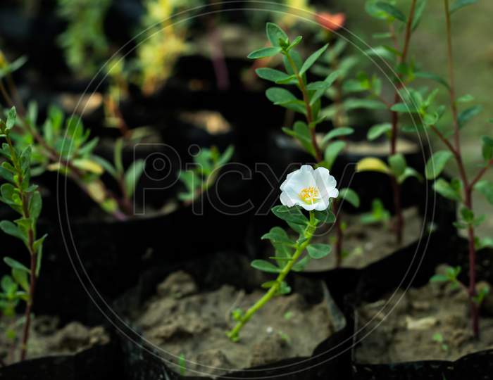 Hogweed Or Portulaca Oleracea White Petals And Yellow Petal Grass Flower