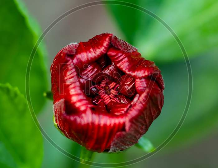 Chinese Deep Big Joba Flower Infinity Closeup Or Hibiscus