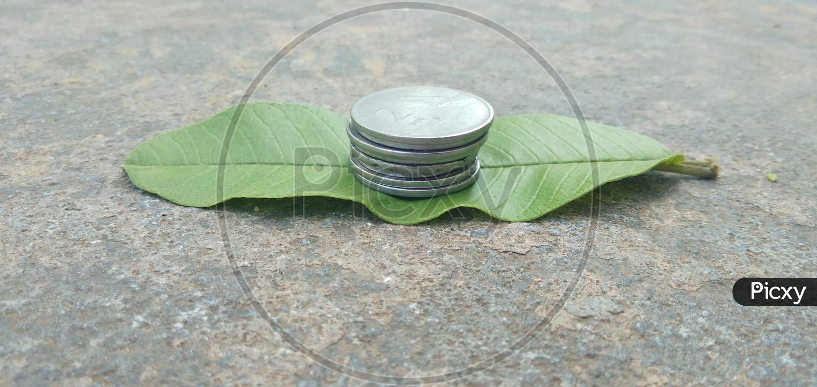 Leaf rupee coins