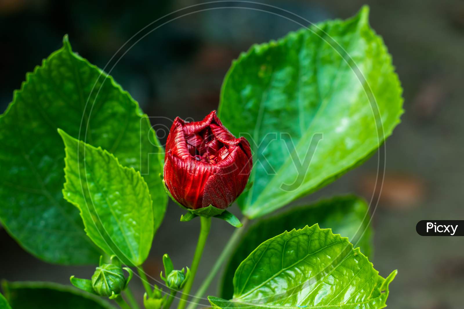 Deep Red Big Joba Flower Or Hibiscus Rosa-Sinensis